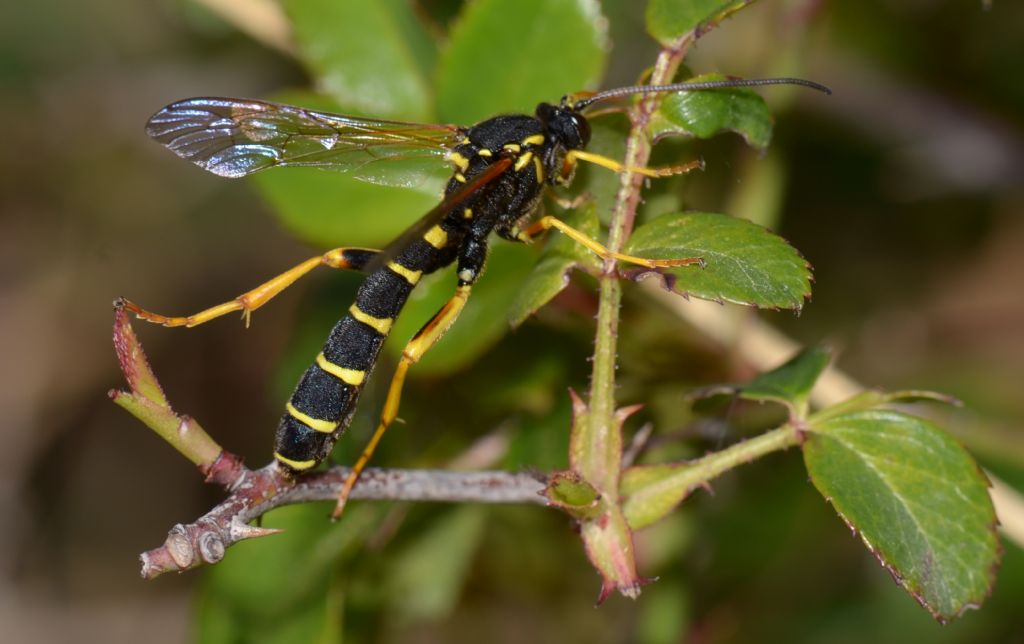 Ichneumonidae: Metopius sp. ?  S, Metopius cfr. dentatus